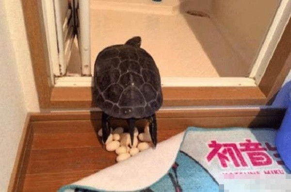 Rua de trung trong nha khien ong chu 