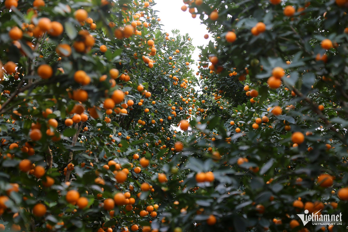 Thương lái “ôm tiền” đặt cọc sớm vì đào quất năm nay khan hiếm - Hình 4 Thuong lai “om tien” dat coc som vi dao quat nam nay khan hiem-Hinh-4