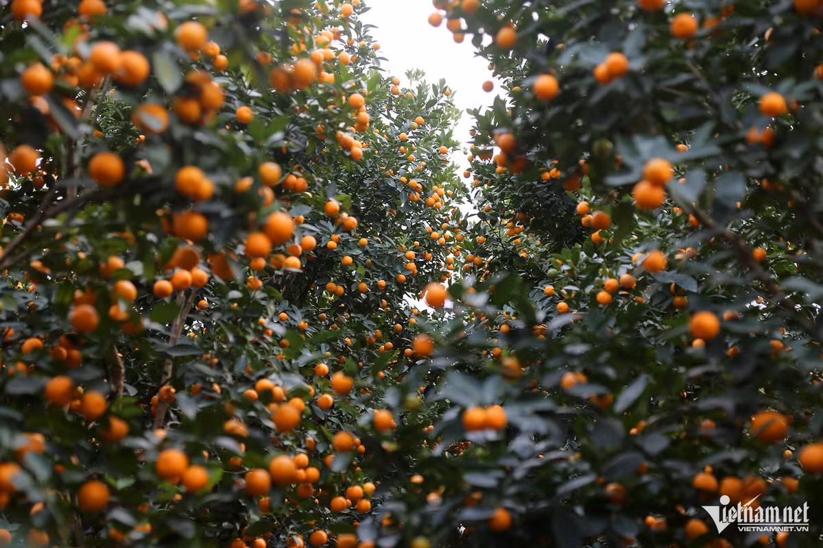 Thuong lai “om tien” dat coc som vi dao quat nam nay khan hiem-Hinh-4