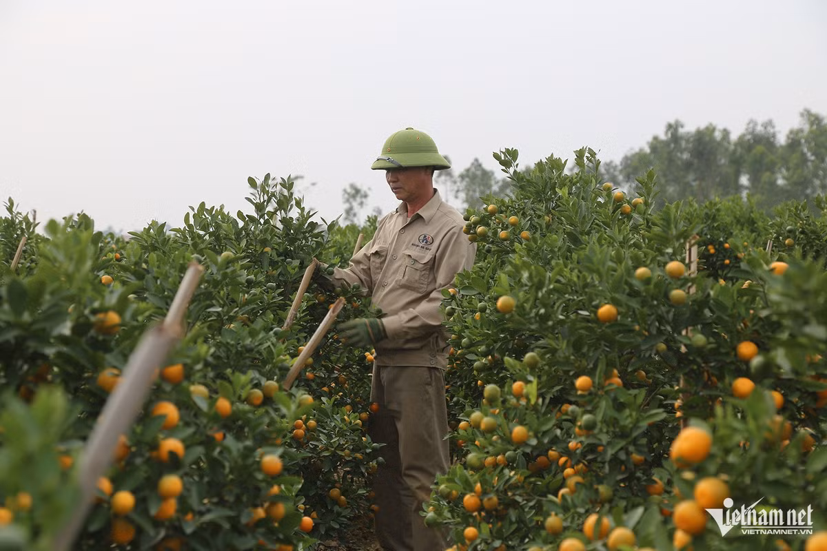 Thuong lai “om tien” dat coc som vi dao quat nam nay khan hiem-Hinh-5