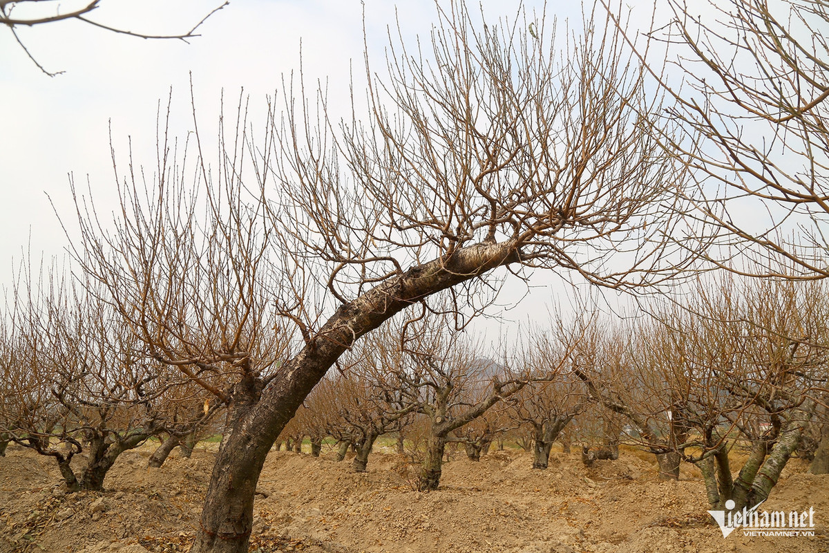 Thương lái “ôm tiền” đặt cọc sớm vì đào quất năm nay khan hiếm - Hình 2 Thuong lai “om tien” dat coc som vi dao quat nam nay khan hiem-Hinh-2