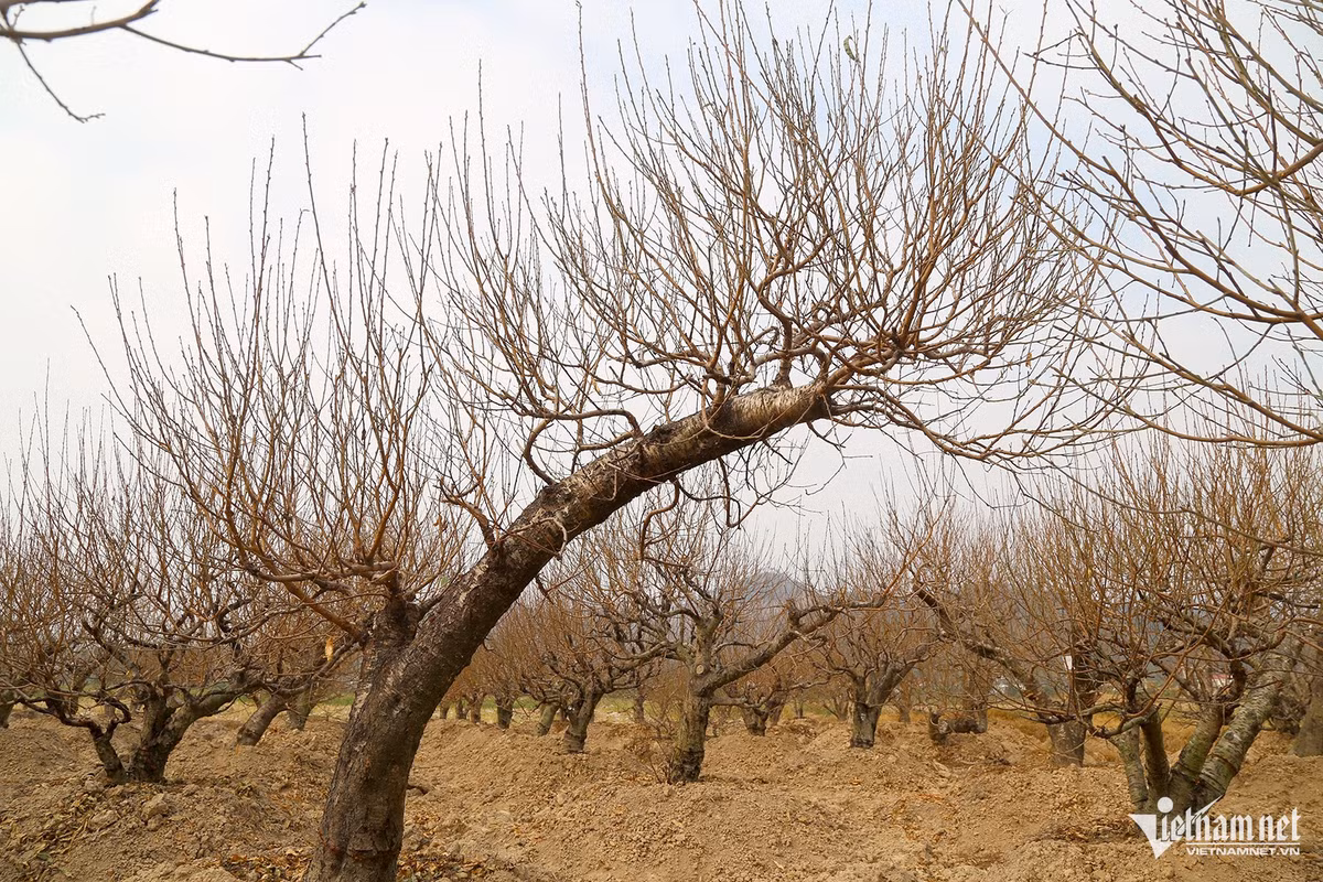 Thuong lai “om tien” dat coc som vi dao quat nam nay khan hiem-Hinh-2