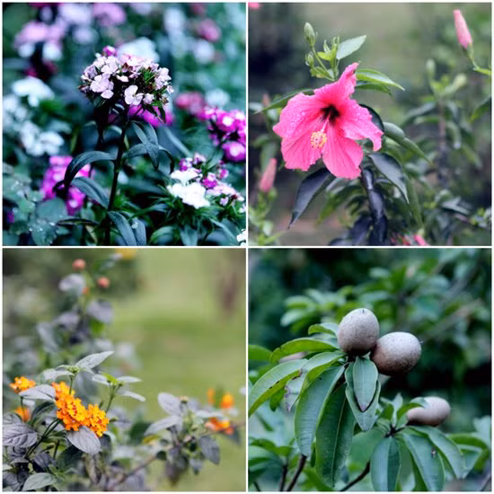 Vườn hoa nhà Mỹ Linh trải hàng nghìn mét vuông, trồng đủ loại hoa từ hồng tới dâm bụt. Trong vườn có vô số cây ăn quả như hồng xiêm, nhãn, vải… Diva còn dành hẳn một khoảng vườn trồng rau, nuôi gà phục vụ cho nhu cầu sinh hoạt của gia đình.