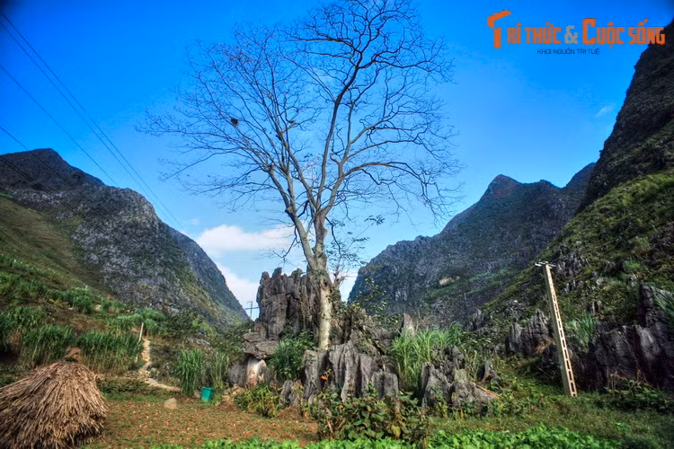 Cây thiêng Thài Phìn Tủng, một địa điểm văn hóa gắn với đời sống tâm linh của đồng bào địa phương ở xã Thài Phìn Tủng, huyện Đồng Văn.