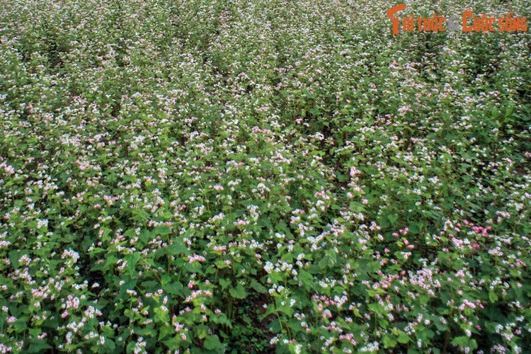 Các loài hoa ở Sủng Là khoe sắc theo những thời điểm nhất định trong năm. Đó là sắc hồng tím của tam giác mạnh vào tháng 10-11, sắc vàng của hoa cải tháng 11-12, sắc hồng tươi và trắng tinh khôi của đào, mận tháng 1-2...