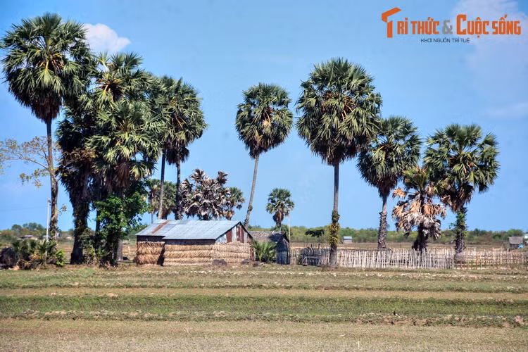 Cảnh quan đặc trưng ở vùng nông thôn ngoại vi thành phố Hà Tiên với những nếp nhà đơn sơ nằm dưới bóng cây thốt nốt.
