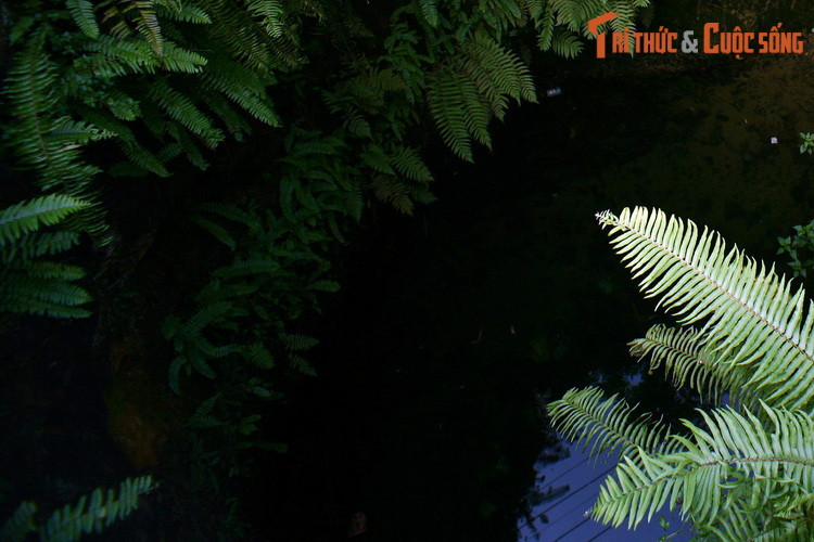 Do sự đổi thay của xã hội, giếng khoan và nước máy dần dần thay thế giếng cổ. Chiếc giếng trăm tuổi ít người qua lại múc nước đã trở nên tù đọng, bị cây cỏ dại bao phủ.