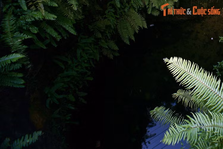 Do sự đổi thay của xã hội, giếng khoan và nước máy dần dần thay thế giếng cổ. Chiếc giếng trăm tuổi ít người qua lại múc nước đã trở nên tù đọng, bị cây cỏ dại bao phủ.