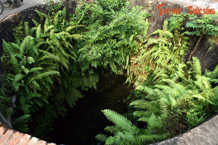 "Thảm thực vật nhiệt đới" mọc dày đặc trong miệng giếng đình Mông Phụ.