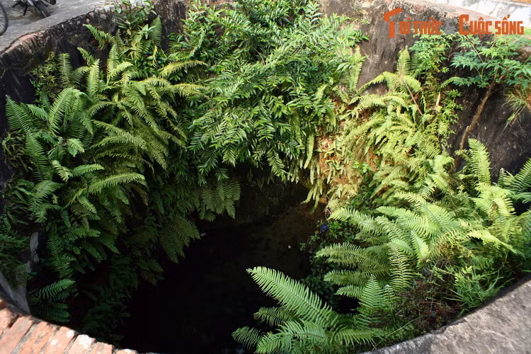 "Thảm thực vật nhiệt đới" mọc dày đặc trong miệng giếng đình Mông Phụ.