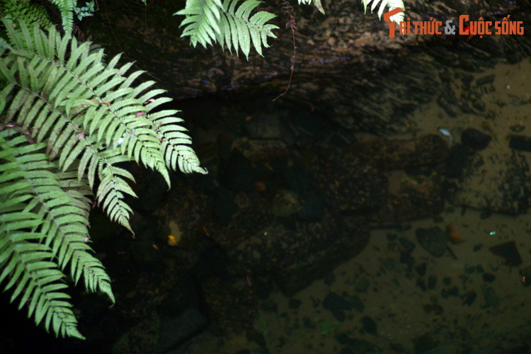 Thời xưa, bên cạnh giá trị sử dụng, giếng đình Mông Phụ còn mang ý nghĩa tâm linh sâu xa, tượng trưng cho con mắt rồng thiêng liêng, gắn với long mạch của làng cổ Đường Lâm.