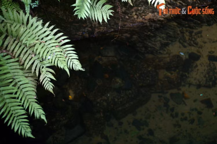 Thời xưa, bên cạnh giá trị sử dụng, giếng đình Mông Phụ còn mang ý nghĩa tâm linh sâu xa, tượng trưng cho con mắt rồng thiêng liêng, gắn với long mạch của làng cổ Đường Lâm.