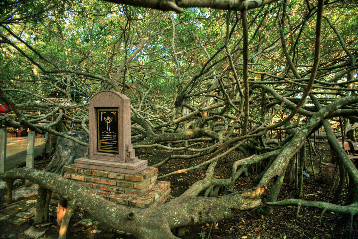 Cảnh tượng kỳ ảo tại Giàn Gừa, khu di tích lịch sử nằm ở ấp Nhơn Khánh, xã Nhơn Nghĩa, huyện Phong Điền, TP Cần Thơ. Nơi đây có một cây gừa 150 năm tuổi, phát triển rất nhiều chi, cành, đan xen với nhau tạo thành giàn lớn, đã được công nhận là cây Di sản Việt Nam.