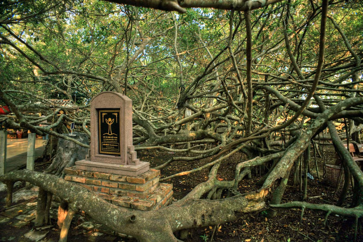 Cảnh tượng kỳ ảo tại Giàn Gừa, khu di tích lịch sử nằm ở ấp Nhơn Khánh, xã Nhơn Nghĩa, huyện Phong Điền, TP Cần Thơ. Nơi đây có một cây gừa 150 năm tuổi, phát triển rất nhiều chi, cành, đan xen với nhau tạo thành giàn lớn, đã được công nhận là cây Di sản Việt Nam.