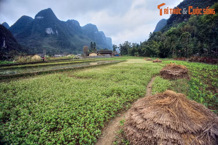 Không giống với các bản làng ở Sa Pa, lượng khách đến với Phố Cáo không nhiều, và nơi đây hầu như chưa bị thương mại hóa. Điều này đem lại cho xã miền cao này một nét đẹp nguyên sơ, chỉ ghé thăm một lần sẽ khắc ghi mãi mãi vào tâm trí...