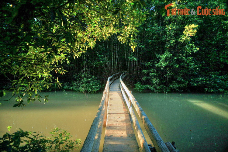 Một góc Vườn quốc gia Mũi Cà Mau, nơi có hệ thống động thực vật đa dạng và động đảo, phân bố trên diện tích 41.000 ha.