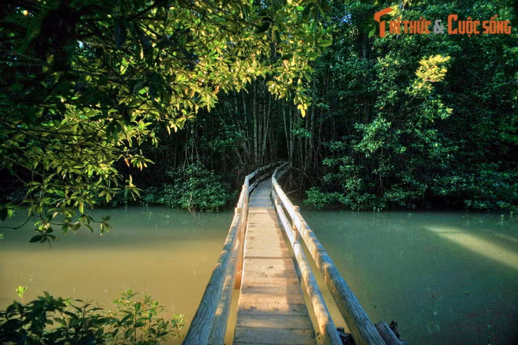 Một góc Vườn quốc gia Mũi Cà Mau, nơi có hệ thống động thực vật đa dạng và động đảo, phân bố trên diện tích 41.000 ha.