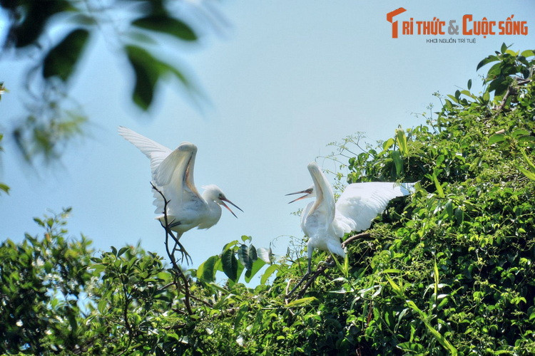 Cò trắng ở vườn chim Cà Mau, tọa lạc tại phường 1 của thành phố Cà Mau. Đây là vườn chim nằm giữa lòng thành phố độc nhất vô nhị của Việt Nam.