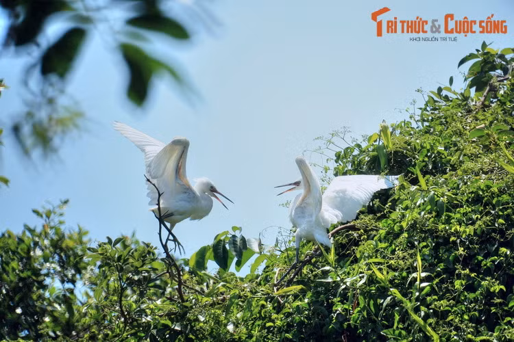 Cò trắng ở vườn chim Cà Mau, tọa lạc tại phường 1 của thành phố Cà Mau. Đây là vườn chim nằm giữa lòng thành phố độc nhất vô nhị của Việt Nam.