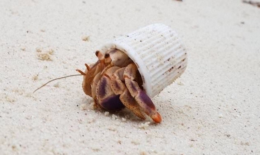 13. Giờ đây nhiều loài sinh vật chẳng còn nơi trú ngụ, có khi phải biến rác thải trở thành "nhà"