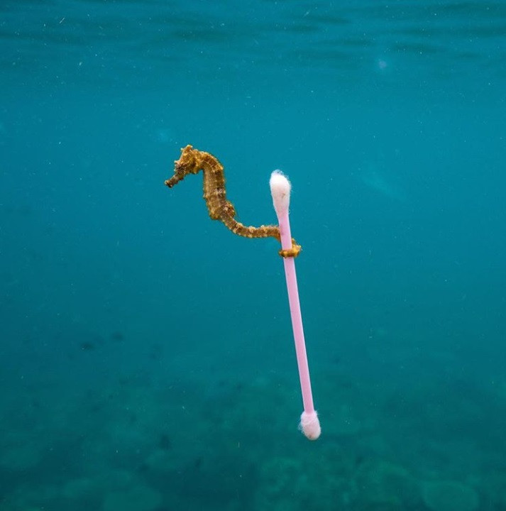 10. Rác thải của con người đã trở thành một phần trong cuộc sống của những sinh vật đại dương