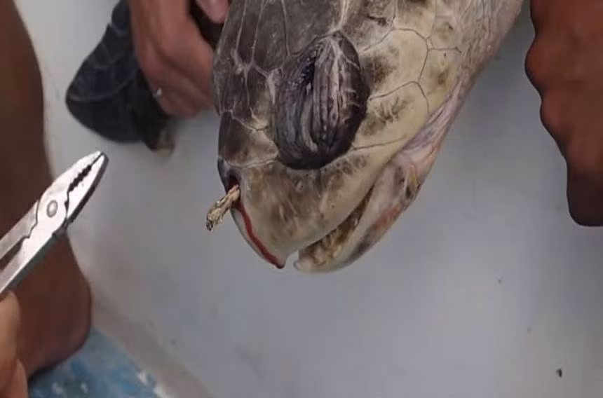 8. Hình ảnh chú rùa chịu đau đớn khi lấy chiếc ống hút đang mắc kẹt trong mũi của mình. Bạn có thể không nhận ra, nhưng rất nhiều ống hút tiện lợi chúng ta đang sử dụng mỗi ngày - sau khi được xả ra môi trường - chính là "thảm họa" đối với các sinh vật biển. Tuy nhiên phải làm sao khi ống hút đã trở thành một phần quá quen thuộc trong cuộc sống chúng ta, từ quán cafe sang hàng trà sữa? Câu trả lời rất đơn giản, bạn hoàn toàn có thể sử dụng ống hút bằng inox hay tre để thay thế, mang theo người rất dễ dàng mà lại thân thiện với môi trường.