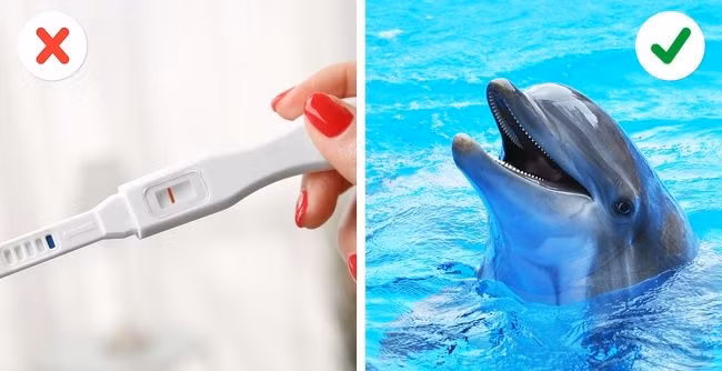 Thử thai bằng cá heo Cá heo là loài giao tiếp bằng sóng âm. Các sóng âm trong đầu cá heo hoạt động như radar và chức năng chính là thông tin cho đồng loại về các mối đe dọa. Đồng thời, các sóng âm này cũng phát hiện phụ nữ mang thai. Nhờ vào định vị sóng âm, có heo sẽ phát hiện ra một bào thai đang phát triển và chúng quan tâm khá nhiều đến phụ nữ mang thai. Chúng sẽ bơi đến người phụ nữ có thai và tạo ra tiếng ồn bằng bụng hoặc ấn mũi vào bụng cô ấy và bắt đầu kêu.