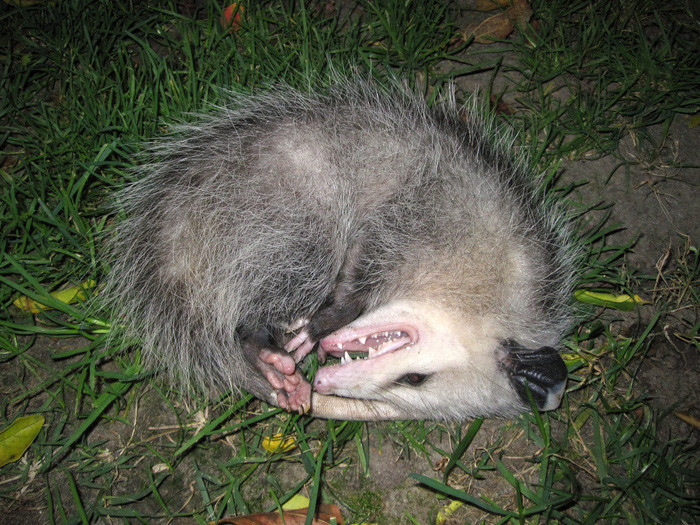 Chồn opossum "diễn sâu" khi tỏa cả mùi tử thi để đuổi kẻ thù - (Ảnh: Getty Images).