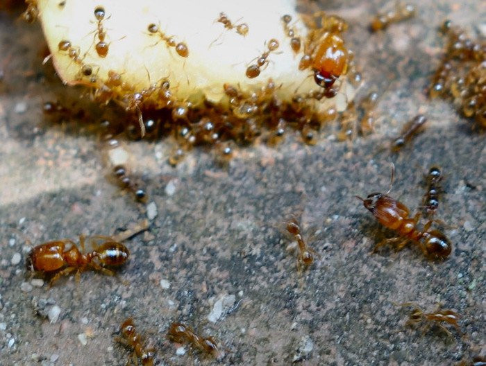 Khi chiến đấu, những con kiến nhỏ thường giả chết để bảo toàn tính mạng - (Ảnh: Formiculture.com).