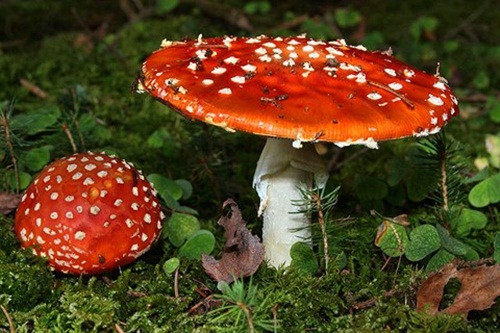  Nấm tán bay Nấm tán bay (Fly Agaric), tên khoa học Amanita muscaria, có vẻ ngoài giống những cây nấm trong truyện cổ tích, với mũ nấm màu đỏ, đốm trắng. Người và các loài động vật vô tình ăn phải loại nấm này sẽ bị trúng độc và có thể tử vong. Tác nhân gây độc chính trong nấm tán bay là muscimol và axit ibotenic. Những độc tố kể trên tác động lên hệ thần kinh trung ương, gây kích ứng, buồn nôn, buồn ngủ, ảo giác. 