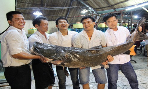 Đó là con cá lăng nước ngọt có trọng lượng lớn, với chiều dài hơn 2,2 m, vòng bụng 1,1 m. Cá lăng nặng khoảng 110 kg cực kỳ hiếm, bởi cân nặng thường gặp của cá lăng từ 2-10 kg, ít loại nặng từ 20 kg trở lên. Nguồn ảnh: Người Lao Động