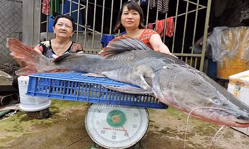 Cá Lăng có ngạnh ở trước vây lưng, vây của cá rất đặc biệt là có mỡ. Ngạnh của vây ức trên thân cá có xuất hiện khứa răng cưa. Cá Lăng không có vảy, da cá phủ một lớp nhớt đặc trưng của cá da trơn, cá hay ẩn mình trong những hang, hốc, ngách đá và thường hay bơi ngược dòng kiếm ăn cùng nhau. Ảnh: Bắt được cá lăng "khủng" nặng gần 40 kg ở Đắk Lắk (Nguồn ảnh: Dân Việt)
