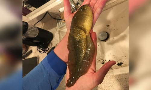 Kinh ngac chung kien con nong noc khong lo chua tung thay