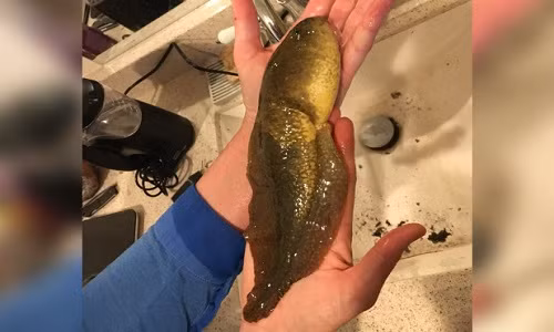 Kinh ngạc chứng kiến con nòng nọc khổng lồ chưa từng thấy Kinh ngac chung kien con nong noc khong lo chua tung thay