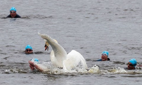 Thien nga trang hung du tan cong thi sinh boi loi
