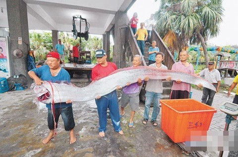 Loài này sống ở độ sâu 1.000m so với mực nước biển. Cá hố rồng là loài sống lâu đời nhất được biết đến trong các loài cá có xương và cũng là loài cá có xương dài nhất thế giới. Hình dạng của nó như sợi ruy băng, hẹp chiều ngang, với vây lưng dọc theo toàn bộ chiều dài của nó, vây ngực lùn mập, vây chậu hình chèo dài.