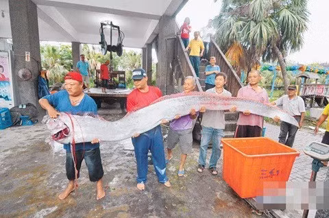 Loài này sống ở độ sâu 1.000m so với mực nước biển. Cá hố rồng là loài sống lâu đời nhất được biết đến trong các loài cá có xương và cũng là loài cá có xương dài nhất thế giới. Hình dạng của nó như sợi ruy băng, hẹp chiều ngang, với vây lưng dọc theo toàn bộ chiều dài của nó, vây ngực lùn mập, vây chậu hình chèo dài.