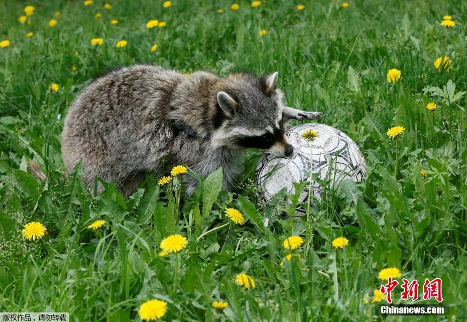 Hình ảnh gấu trúc Mỹ lăn tròn với trái bóng giữa cánh đồng hoa cũng khiến mọi người ấn tượng.