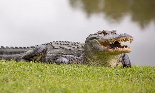 Cá sấu vừa tấn công và ăn thịt một người phụ nữ Mỹ (Ảnh minh họa) Cá sấu vừa tấn công và ăn thịt một người phụ nữ Mỹ (Ảnh minh họa)