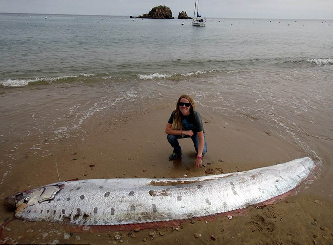 Theo niềm tin truyền thống của người Nhật Bản, cá mái chèo xuất hiện nhiều là điềm báo trận động đất sắp xảy ra. Lên tiếng về việc loài cá này liên tục xuất hiện ở bờ biển Quảng Bình, chuyên gia loại trừ khả năng cá hố rồng chết dự báo động đất sắp xảy ra và cho rằng, đây có thể là hệ quả của biến đổi khí hậu.