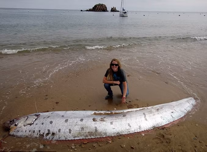 Theo niềm tin truyền thống của người Nhật Bản, cá mái chèo xuất hiện nhiều là điềm báo trận động đất sắp xảy ra. Lên tiếng về việc loài cá này liên tục xuất hiện ở bờ biển Quảng Bình, chuyên gia loại trừ khả năng cá hố rồng chết dự báo động đất sắp xảy ra và cho rằng, đây có thể là hệ quả của biến đổi khí hậu.