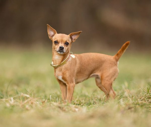 Chó từng nuôi để ăn thịt Chó Chihuahua ban đầu được nuôi để ăn thịt như gà và heo.