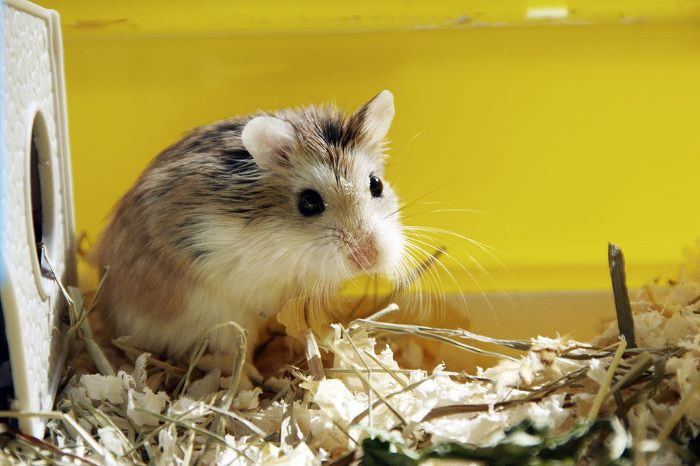 3. Chuột Hamster: Thời gian mang thai 20 ngày