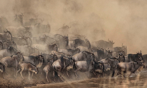 Hàng năm, vào khoảng cuối tháng 6 đến tháng 7, có khoảng 1,5 triệu cá thể linh dương đầu bò băng qua những vùng đất rộng lớn của vườn quốc gia Serengeti (Tanzania) tới được khu bảo tồn đồng bằng xanh Maasai Mara (Kenya), để tìm kiếm nguồn thức cỏ dinh dưỡng. Đây là loài động vật di cư số lượng lớn.