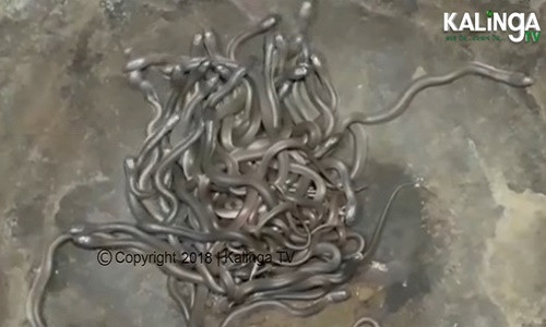 Những con rắn trú ngụ trong gia đình ông Bhuyan. Ảnh: Sputnik