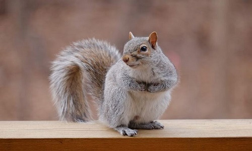 Thời gian mang thai của động vật cũng có thể bị ảnh hưởng bởi các yếu tố khác như kích thước của một lứa. Bài viết này sẽ phác thảo 10 loài động vật hàng đầu với thời gian mang thai ngắn nhất. 10. Sóc xám: Thời gian mang thai 35 ngày