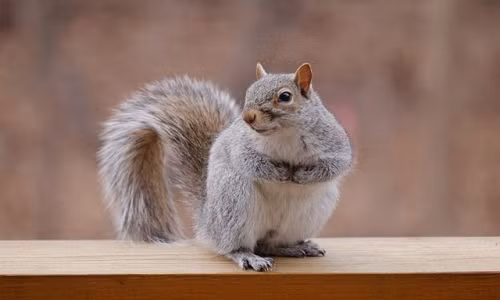 Thời gian mang thai của động vật cũng có thể bị ảnh hưởng bởi các yếu tố khác như kích thước của một lứa. Bài viết này sẽ phác thảo 10 loài động vật hàng đầu với thời gian mang thai ngắn nhất. 10. Sóc xám: Thời gian mang thai 35 ngày