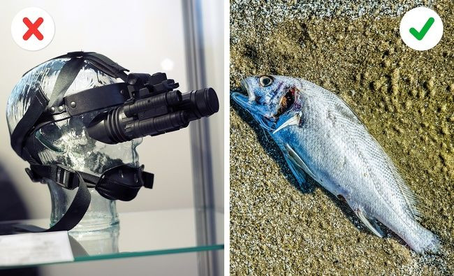 Tạo ánh sáng ban đêm bằng động vật Nhiều loài động vật có khả năng nhìn ban đêm rất tốt. Con người không có khả năng đó nên đã phát minh ra nhiều loại kính nhìn ban đêm. Tuy nhiên, những người ở Newcastle, Anh Quốc đã sử dụng cá thối rữa thay cho việc này. Vi khuẩn ăn cá thối sẽ phát ra ánh sáng sinh học đủ để soi đường cho họ. Ngoài ra, bạn có thể tìm nấm phát quang như Ấn Độ vào thế kỉ XVII đã làm. Hoặc giống như người Nhật, trong Thế chiến II, họ đã sử dụng loài ngao phát sáng để có thể đọc bản đồ vào ban đêm.