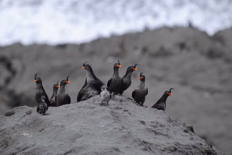 Loài chim này có khả năng tiết mùi giống vỏ cam quýt. Loài chim này có khả năng tiết mùi giống vỏ cam quýt.