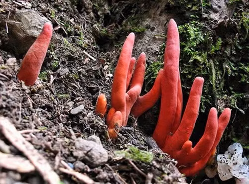  Nấm bàn tay tử thần Nấm Podostroma Cornu-damae có hình dáng giống bàn tay người màu đỏ. Độc tố chính trong loại nấm này là trichothecene mycotoxin, hợp chất gây ra những triệu chứng khó chịu và có thể dẫn đến tử vong sau vài ngày. Chất độc ảnh hưởng đến tất cả các bộ phận trong cơ thể nhưng chủ yếu là gan, thận, não, làm suy giảm tế bào máu, khiến nạn nhân bị lột da mặt, rụng tóc giống như bị nhiễm độc phóng xạ hoặc bệnh bạch cầu. 